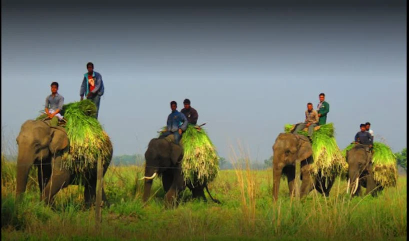 Shuklaphanta national park
