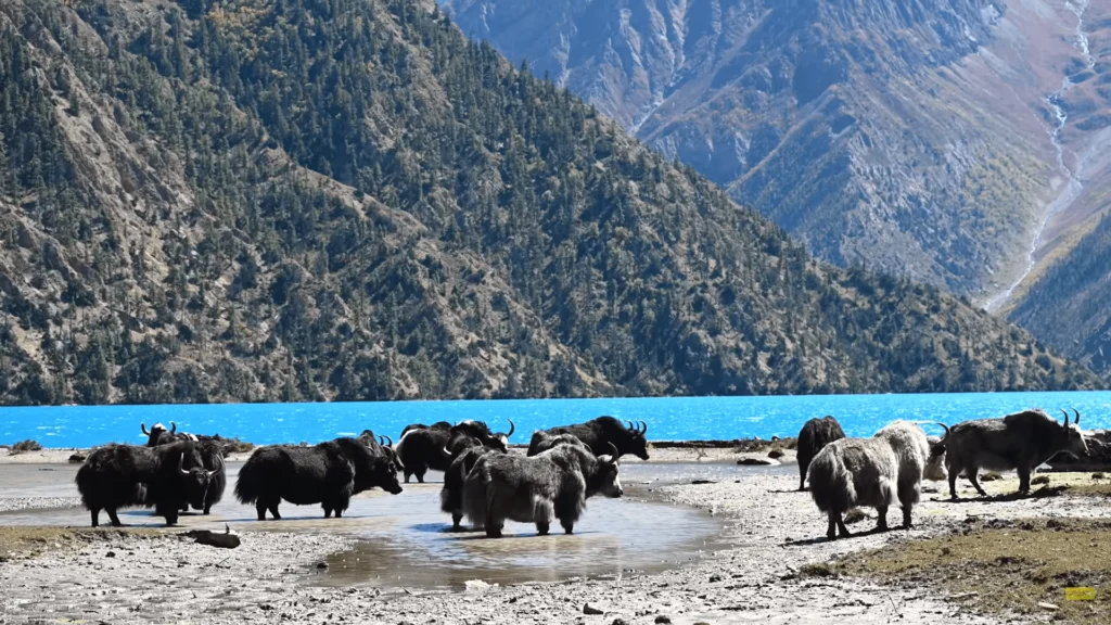 Phoksundo lake 